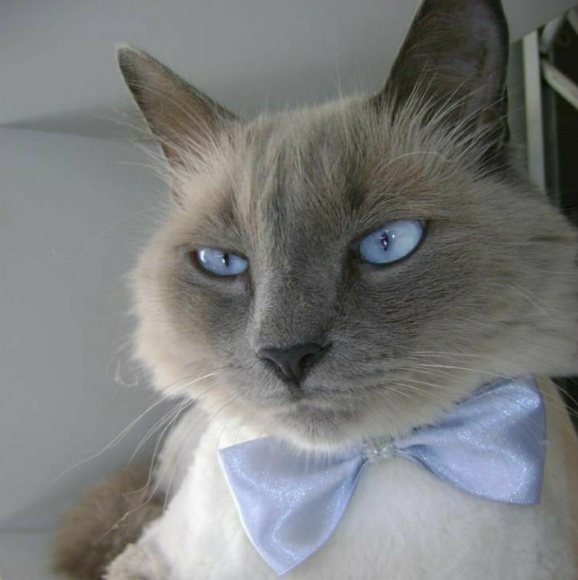 Meet your Posher, Linda - Picture 1 of 1